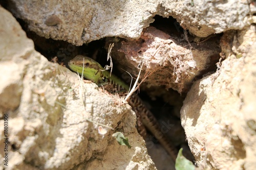 "Italian wall lizard" Podarcis muralis nigriventris in a rock column
