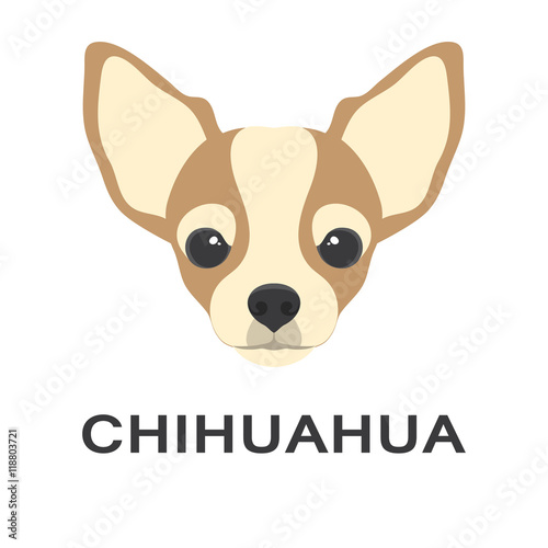 Vector illustration og chihuahua dog in flat style. Chihuahua flat icon. photo
