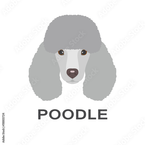 Vector illustration of poodle in flat style. Poodle flat icon.
