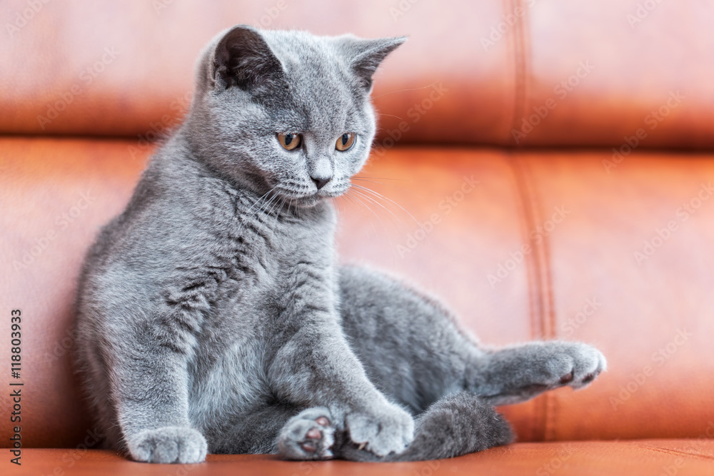 Young cute cat resting on leather sofa. The British Shorthair kitten with blue gray fur