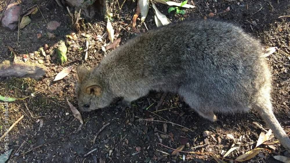 The West Australian marsupial, Rottnest Island quokka (Setonix brachyurus), looking for food, closeup handheld.