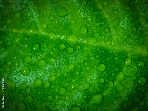 Green leaf with water drops, selective focus with shallow depth of field.