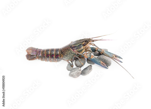 Australian blue crayfish Cherax quadricarinatus