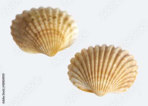 two sea shells