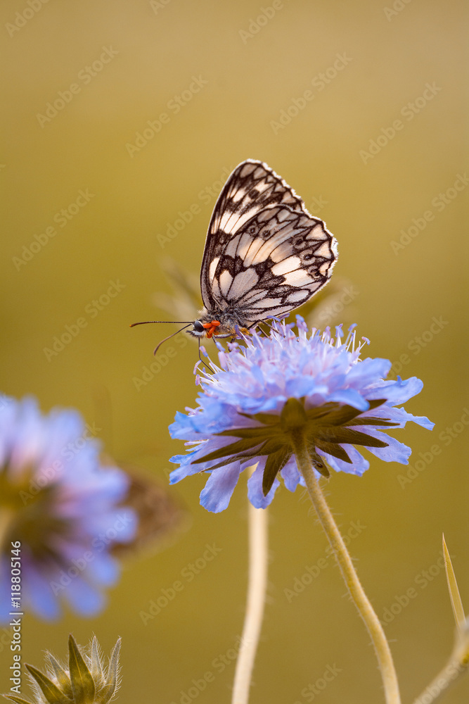 Damenbrett-Schmetterling