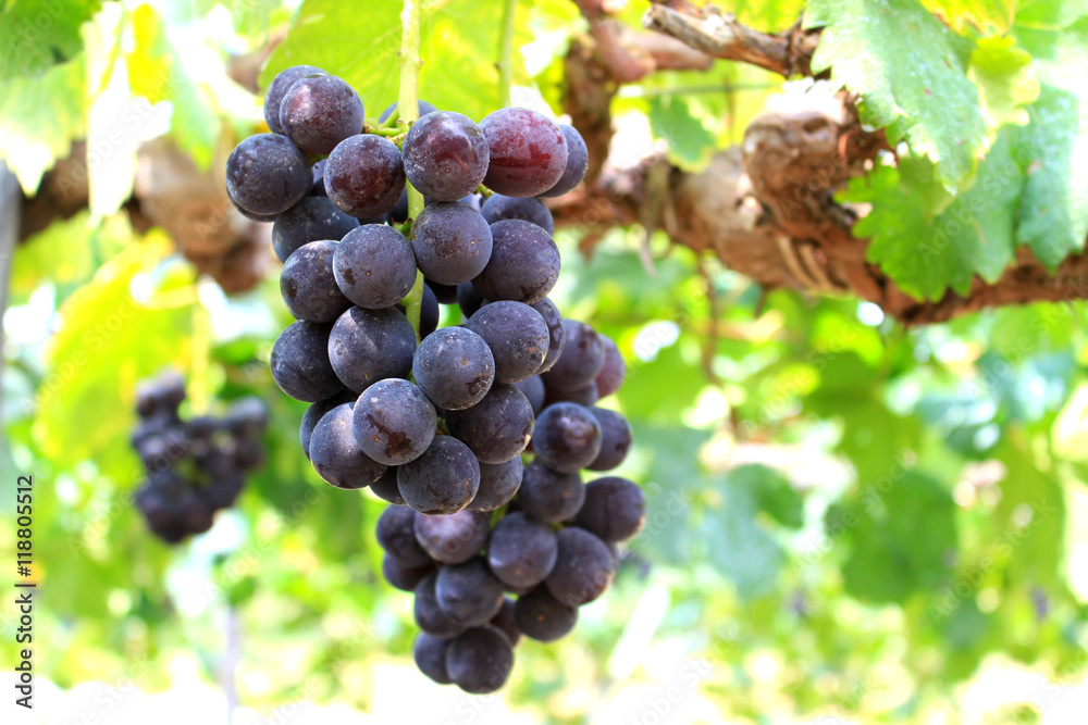 Naklejka premium grapevine field
