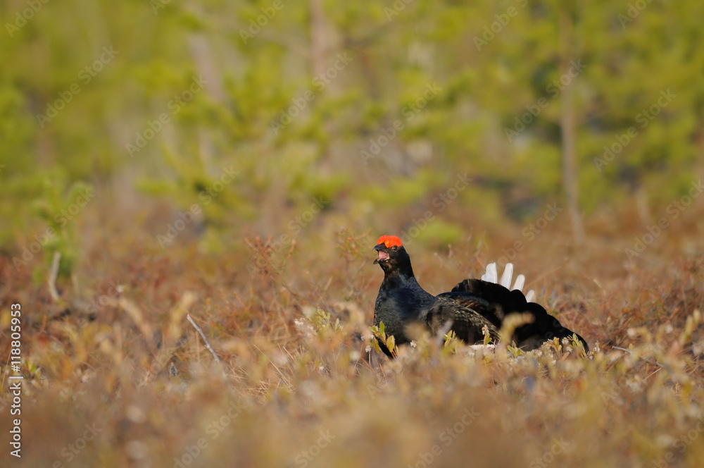 Male Black Grouse at swamp courting place early in the morning Male Black Grouse at swamp courting place early in the morning