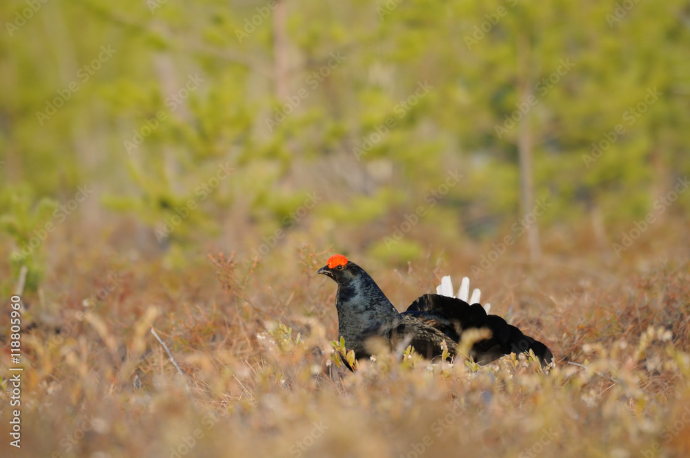 Male Black Grouse at swamp courting place early in the morning