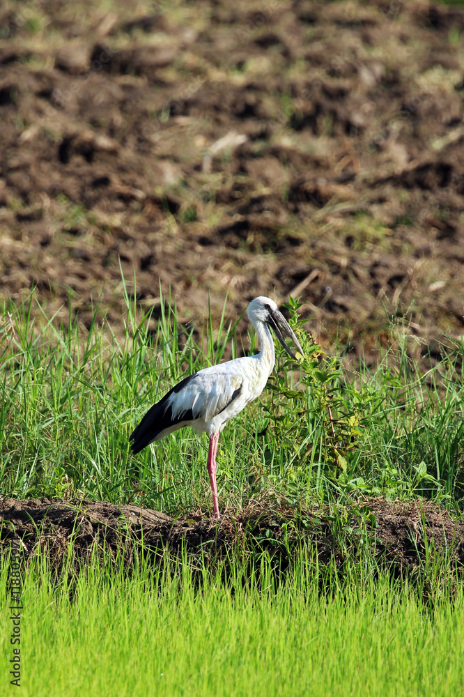 Fototapeta premium Image of stork on nature background