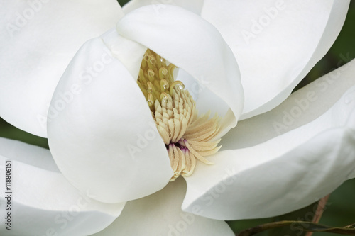 Southern magnolia (Magnolia grandiflora). Called  Evegreen Magnolia, Bull Bay, Bullbay Magnolia, Laurel Magnolia and Loblolly Magnolia also photo