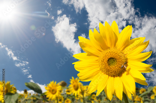 Sonnenblume vor blauem Himmel mit Lens Flare