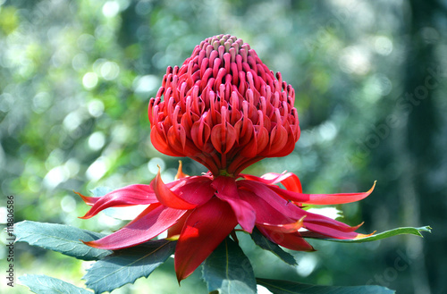 Red and magenta flower head of a native Australian protea, the Waratah (Telopea speciosissima), in the Australian bush. Floral emblem of the state of New South Wales.