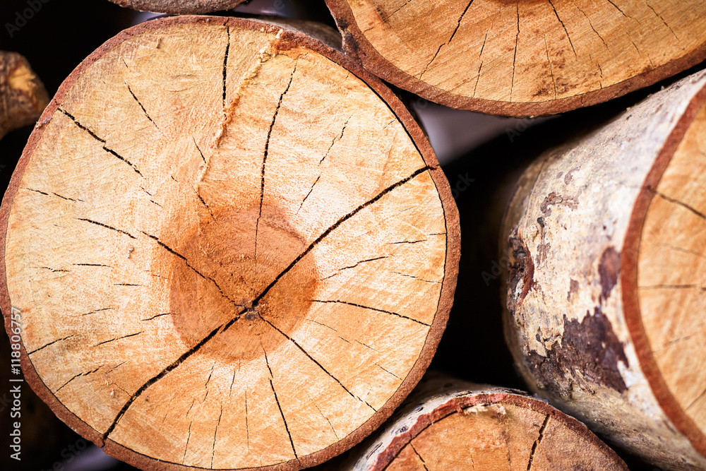 Wood texture. Fresh cut tree top view close-up Wood texture. Fresh cut tree top view close-up