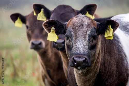 a portrait of three curious calves 