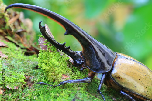 Obraz na płótnie Hercules beetle (Dynastes hercules) in Ecuador