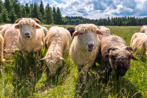 Owce  © kabat
