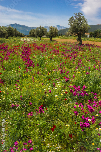 Field of colorful spring flowers in Schinias, Greece photo