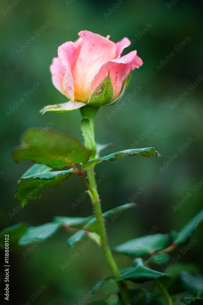 rose rose