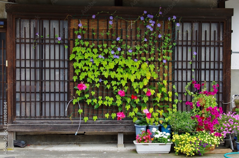 古民家のアサガオのグリーンカーテン Stock 写真 Adobe Stock