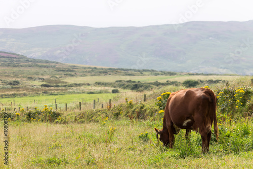 a rare breed short haired brown cow grazing on a field at the Cregneash village overlooking the calf of man