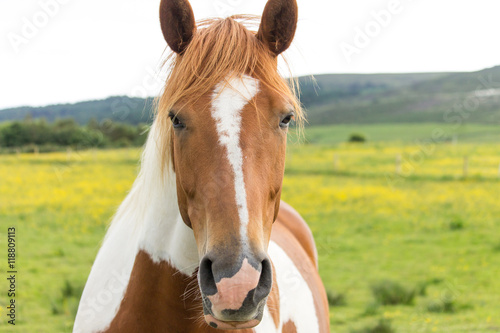 brown and white horse portrait, standing in green and yellow field 