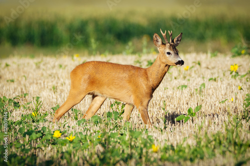 Roe deer on the golden wheat field