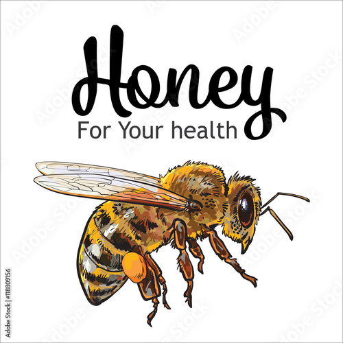 Flying honey bee, sketch style vector illustration isolated on white background. Realistic drawing of a bumble bee flying to the hive, apiary icon