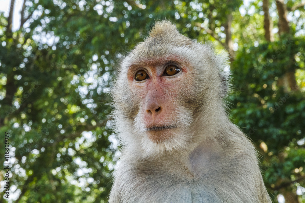 Fototapeta premium Close up Monkey Face