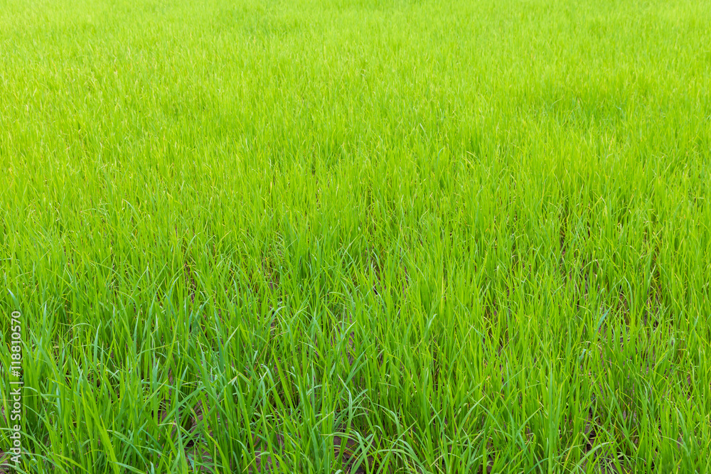 Background of green paddy rice field