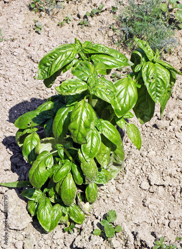 Basil,Medimurje,Croatia,EU,1 photo