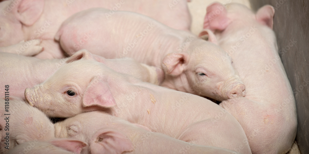 Pig at a factory Pig at a factory
