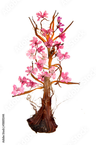 Fototapeta Naklejka Na Ścianę i Meble -  Geranium bouquet in a vase