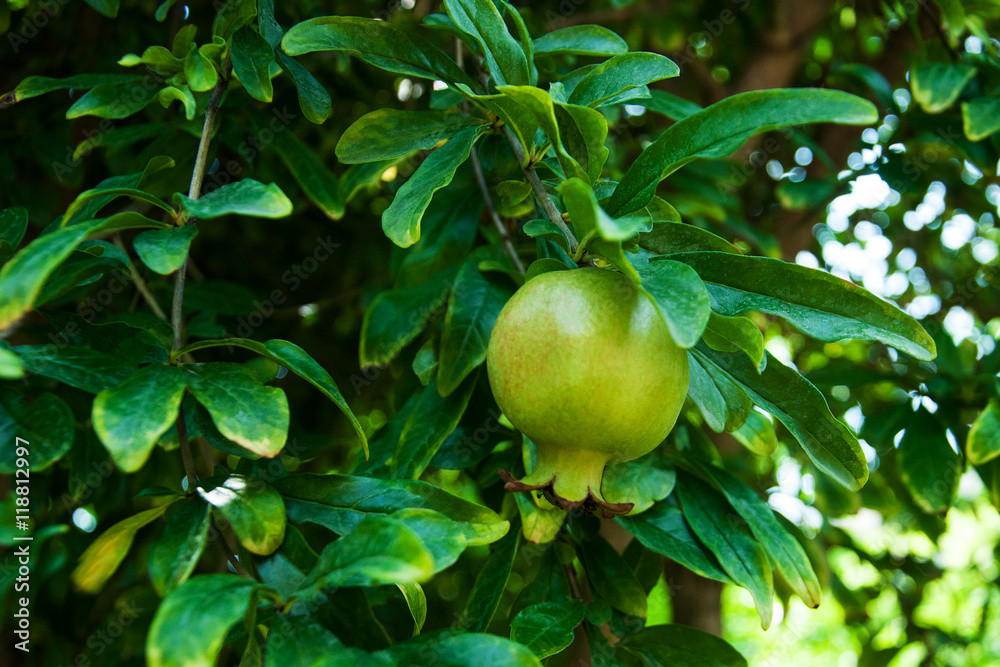 green pomegranate growing on tree