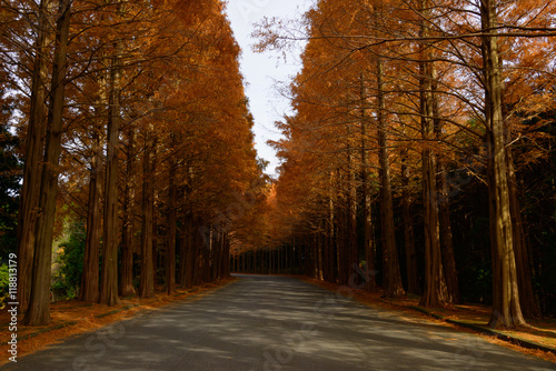 Metasequoia tree-lined street in autumn