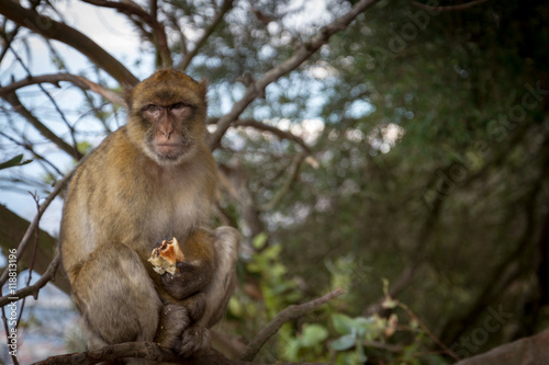 La bertuccia o scimmia di Barberia o magot è un mammifero primate appartenente alla famiglia Cercopithecidae.
E' la mascotte di Gibilterra. 