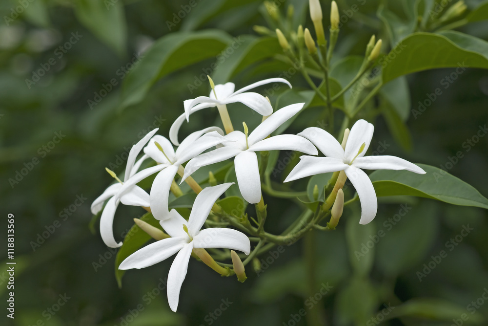 Obraz premium Twisted jasmine (Jasminum tortuosum). Called African jasmine and Perfume jasmine also