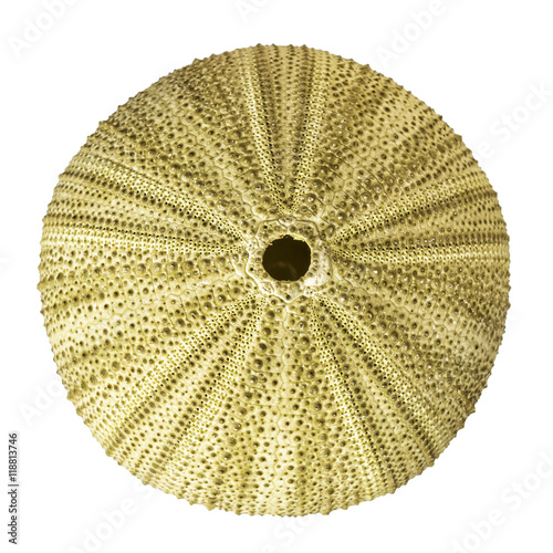 Sea urchin overhead view isolated on white