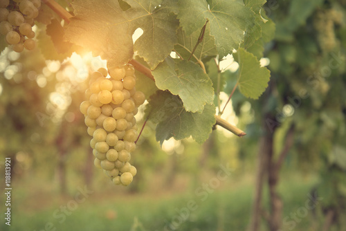 White grapes in summer