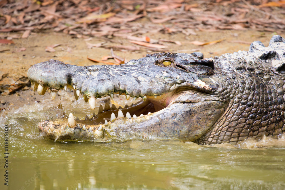 Obraz premium Crocodile Waits For Prey
