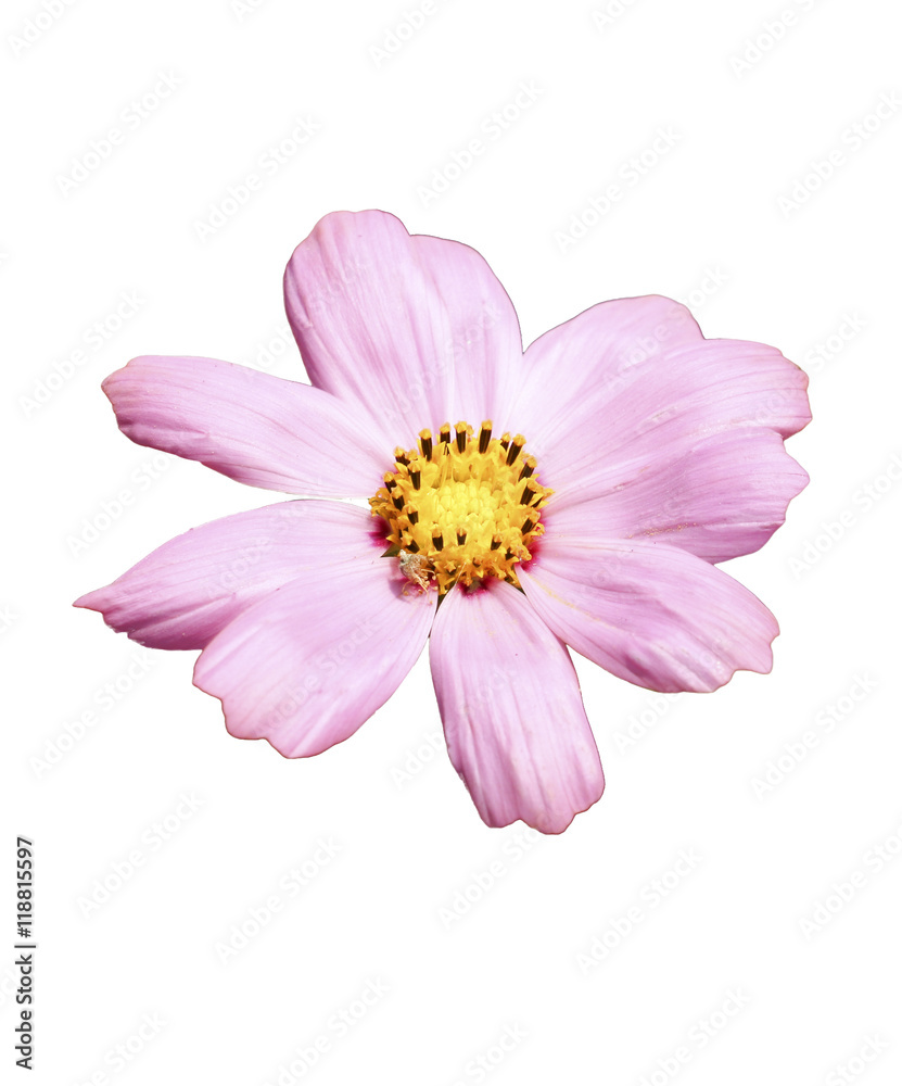 pink cosmos isolated on white