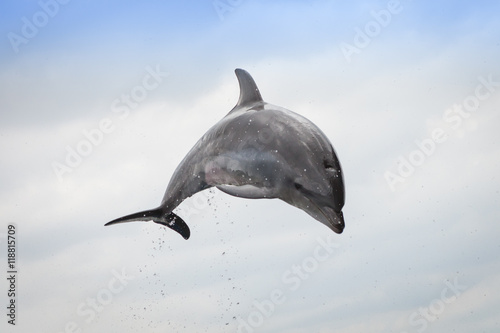 Dauphin saut aquarium Kyoto