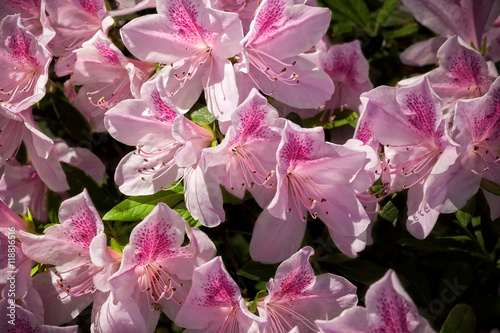 Flowering Azalea Bush photo