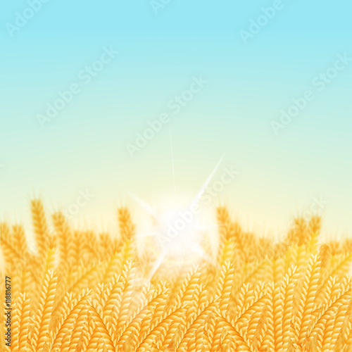 vector illustration. Wheat field on a Sunny morning. Background