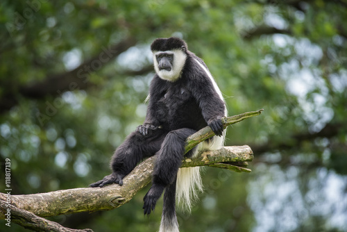 Mantled guereza