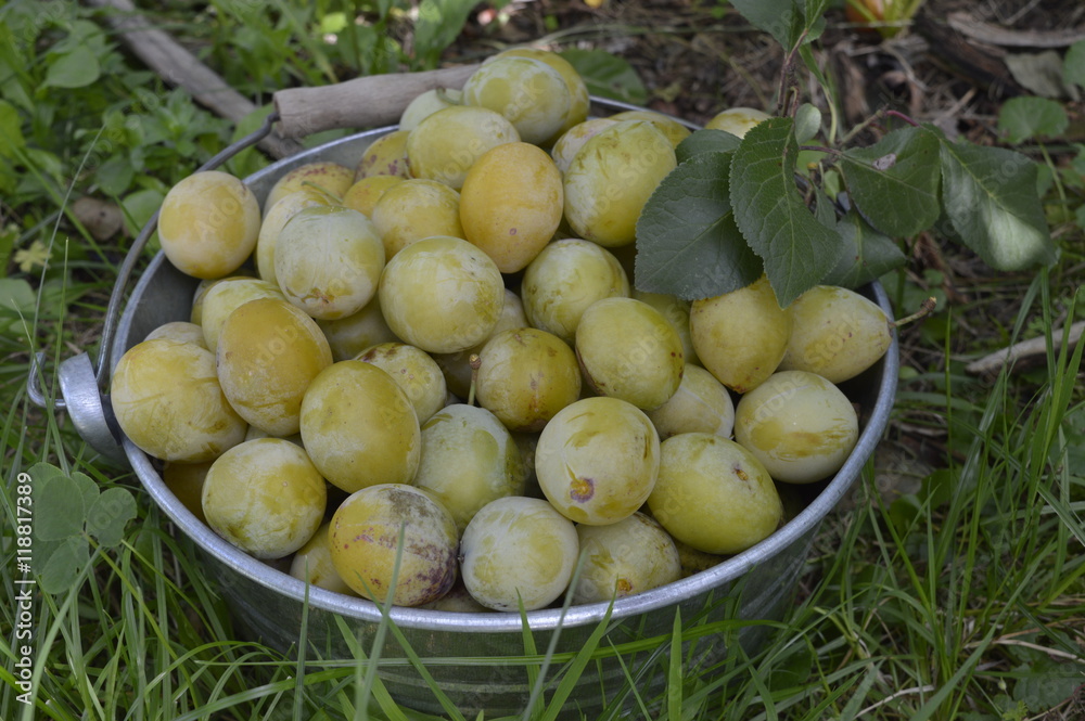 Galvanized bucket filled with white plums, standing in plum orchard
Galvanized bucket filled with white plums, standing in plum orchard
