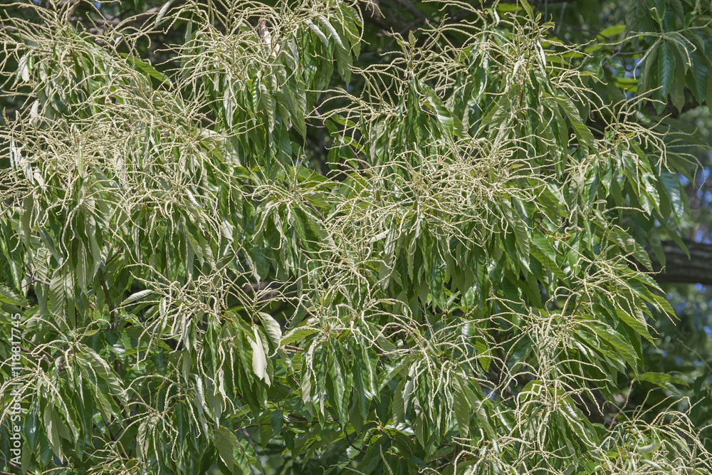 American chestnut (Castanea dentata) in blossom American chestnut (Castanea dentata) in blossom