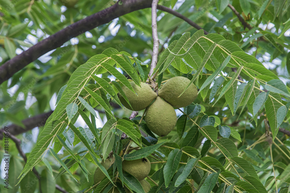 Eastern black walnut (Juglans nigra) Stock Photo Adobe Stock