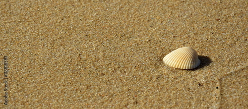 Sea shell with sand as background
