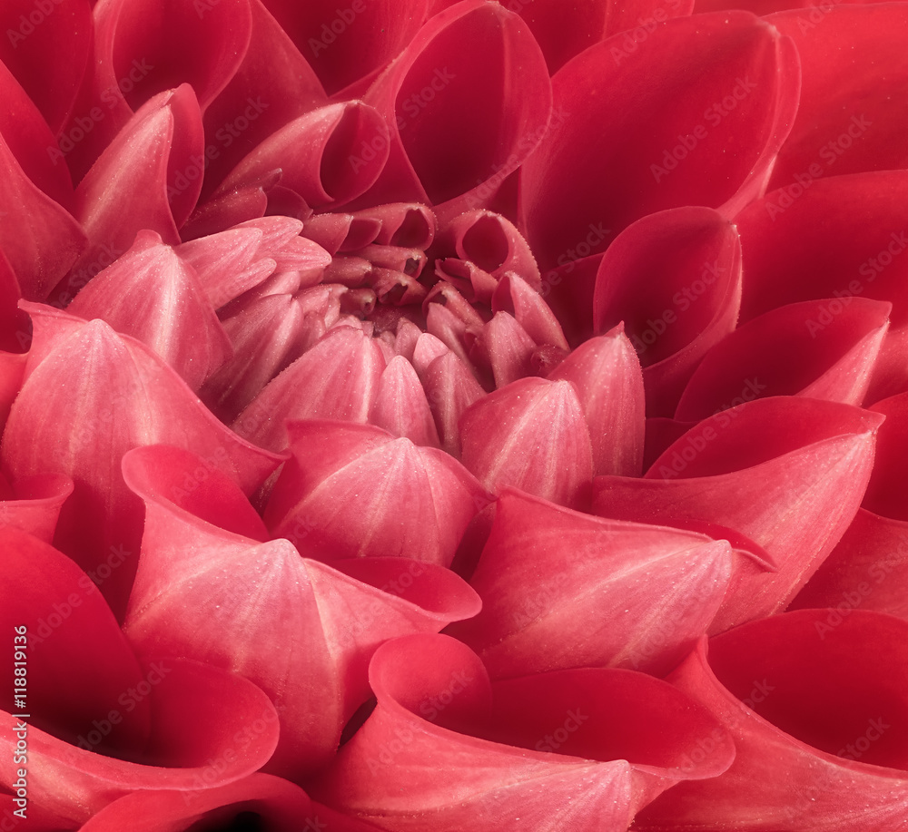 Red flower petals, close up and macro of chrysanthemum, beautiful abstract background Red flower petals, close up and macro of chrysanthemum, beautiful abstract background