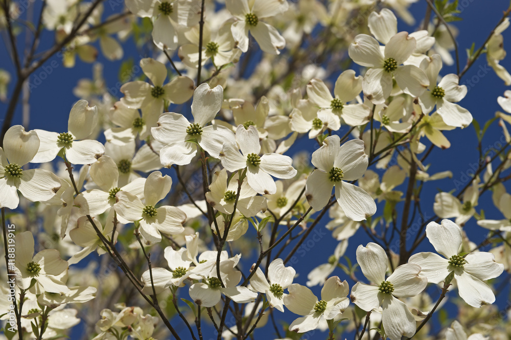 Fototapeta premium Flowering Dogwood (Cornus florida). Called American Dogwood and Eastern Dogwood also. Symbol of North Carolina, West Virginia, Missouri and Virginia